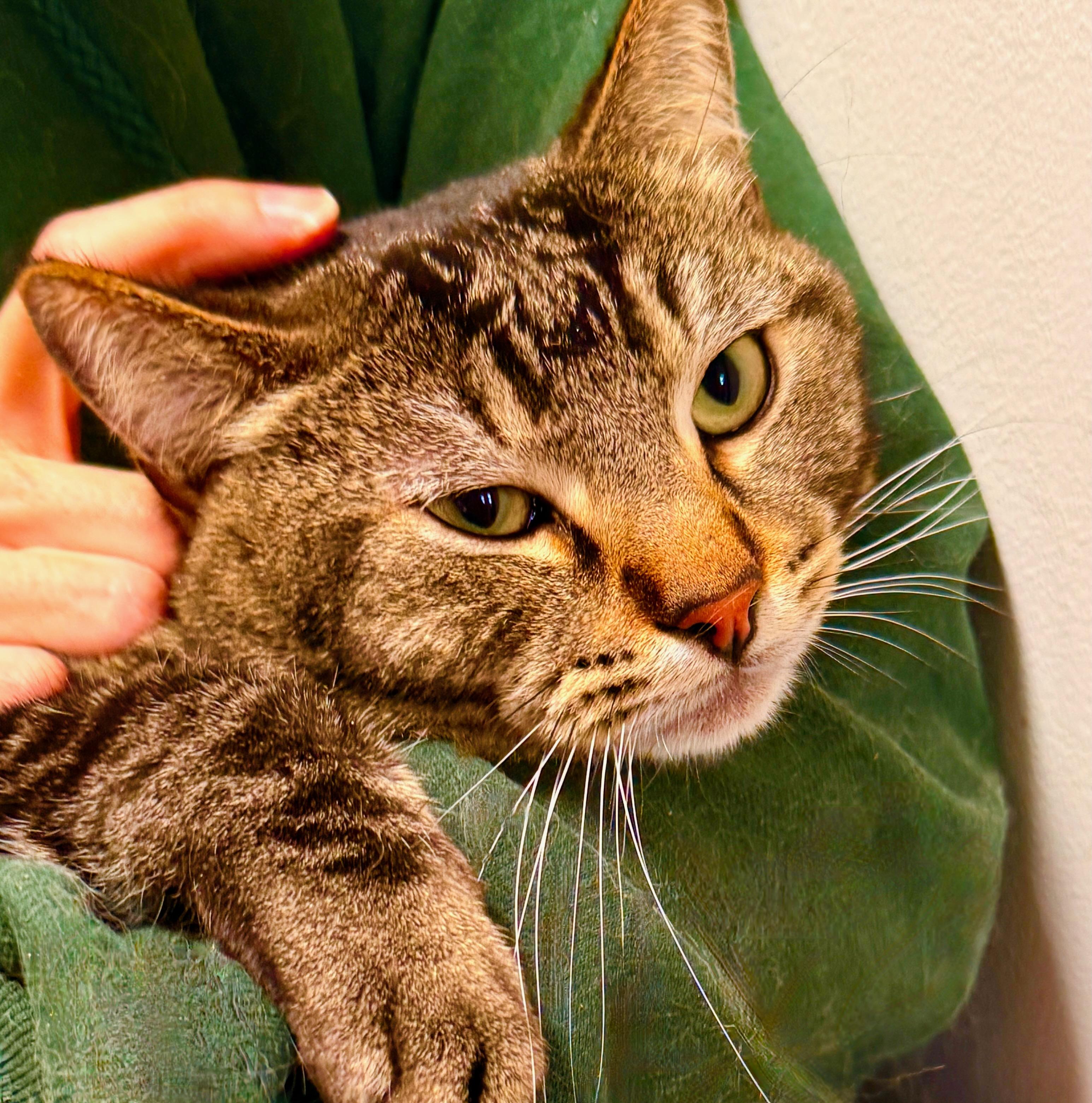 Enlarge Corn Pops (Crunch Berry), a ADOPTABLE mixed breed in Davis, CA image 2/3