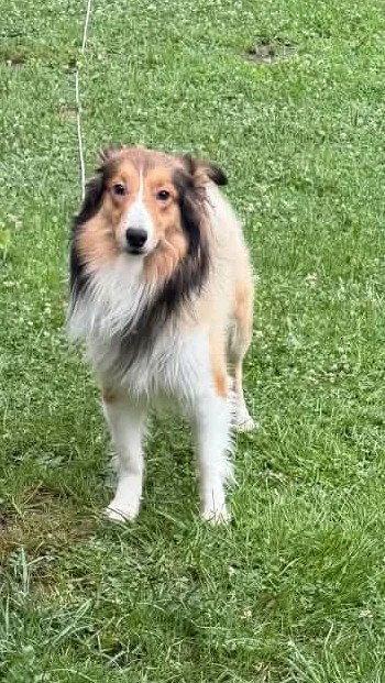 Enlarge Rocky, a Adopted Shetland Sheepdog / Sheltie in Dublin, OH image 2/3