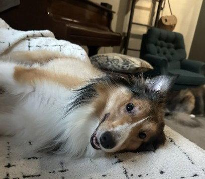 Enlarge Rocky, a Adopted Shetland Sheepdog / Sheltie in Dublin, OH image 3/3
