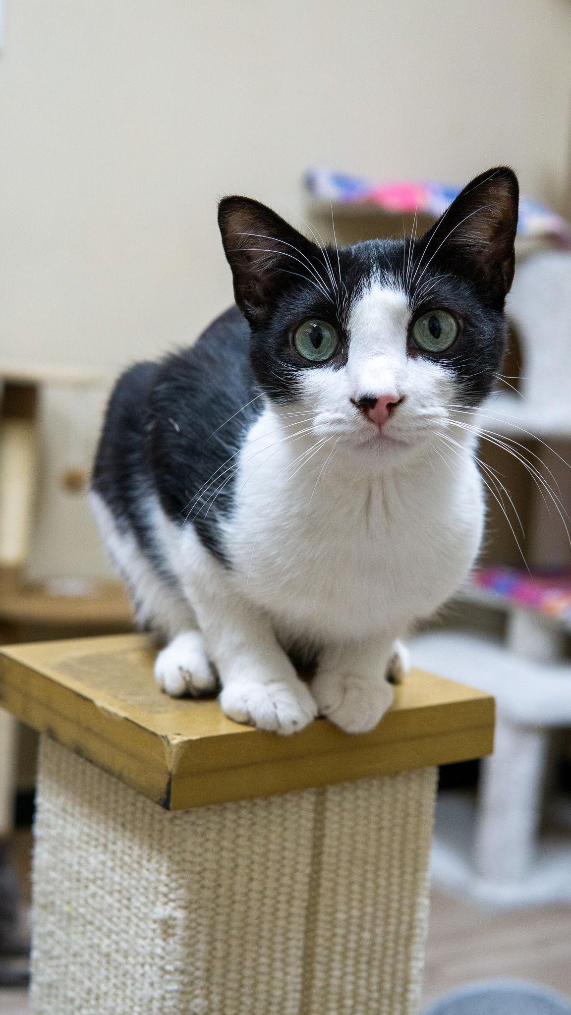 Enlarge Cecil Valentine, a Adopted mixed breed in Chandler, AZ image 1/3