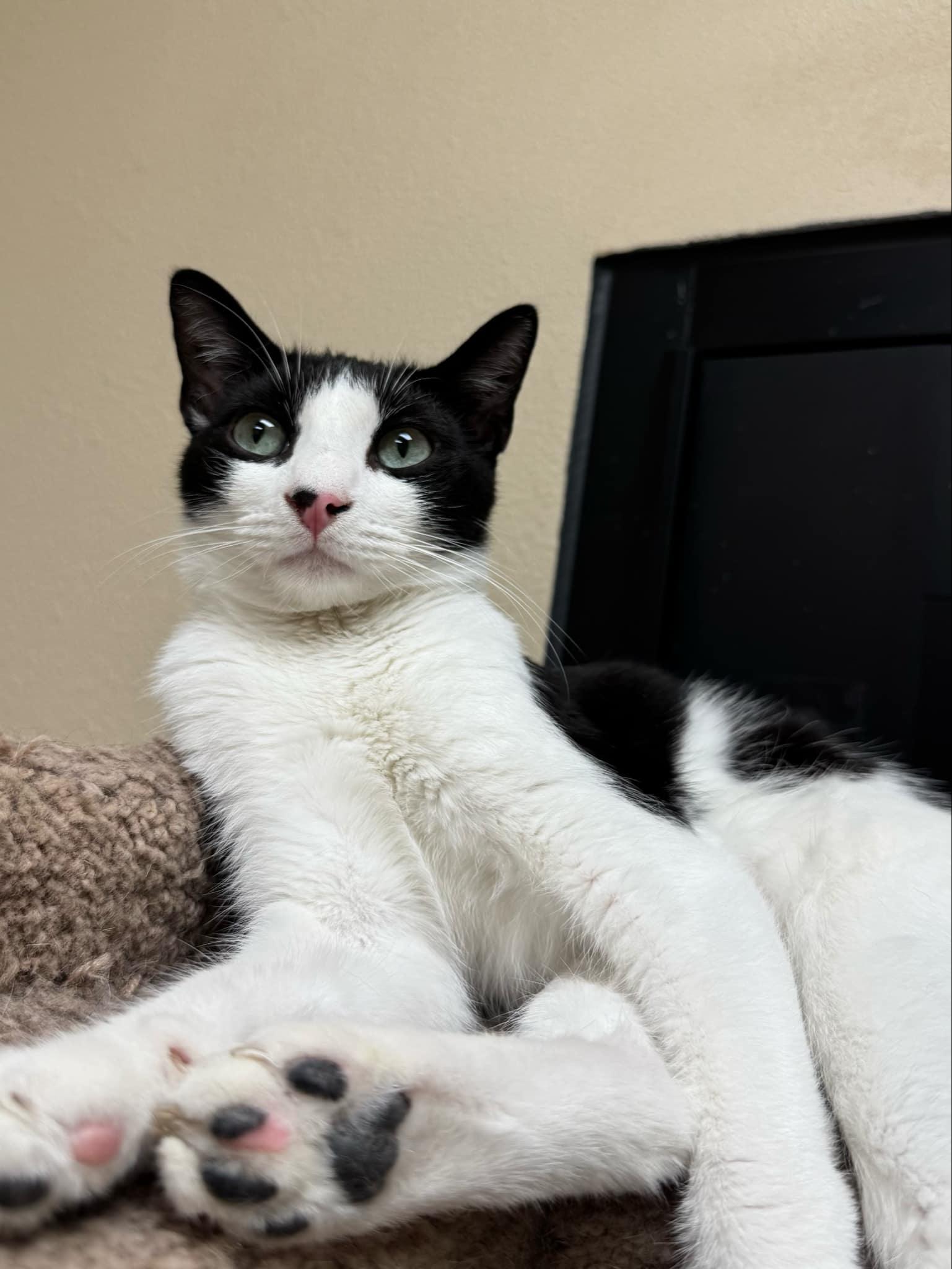 Enlarge Cecil Valentine, a Adopted mixed breed in Chandler, AZ image 2/3