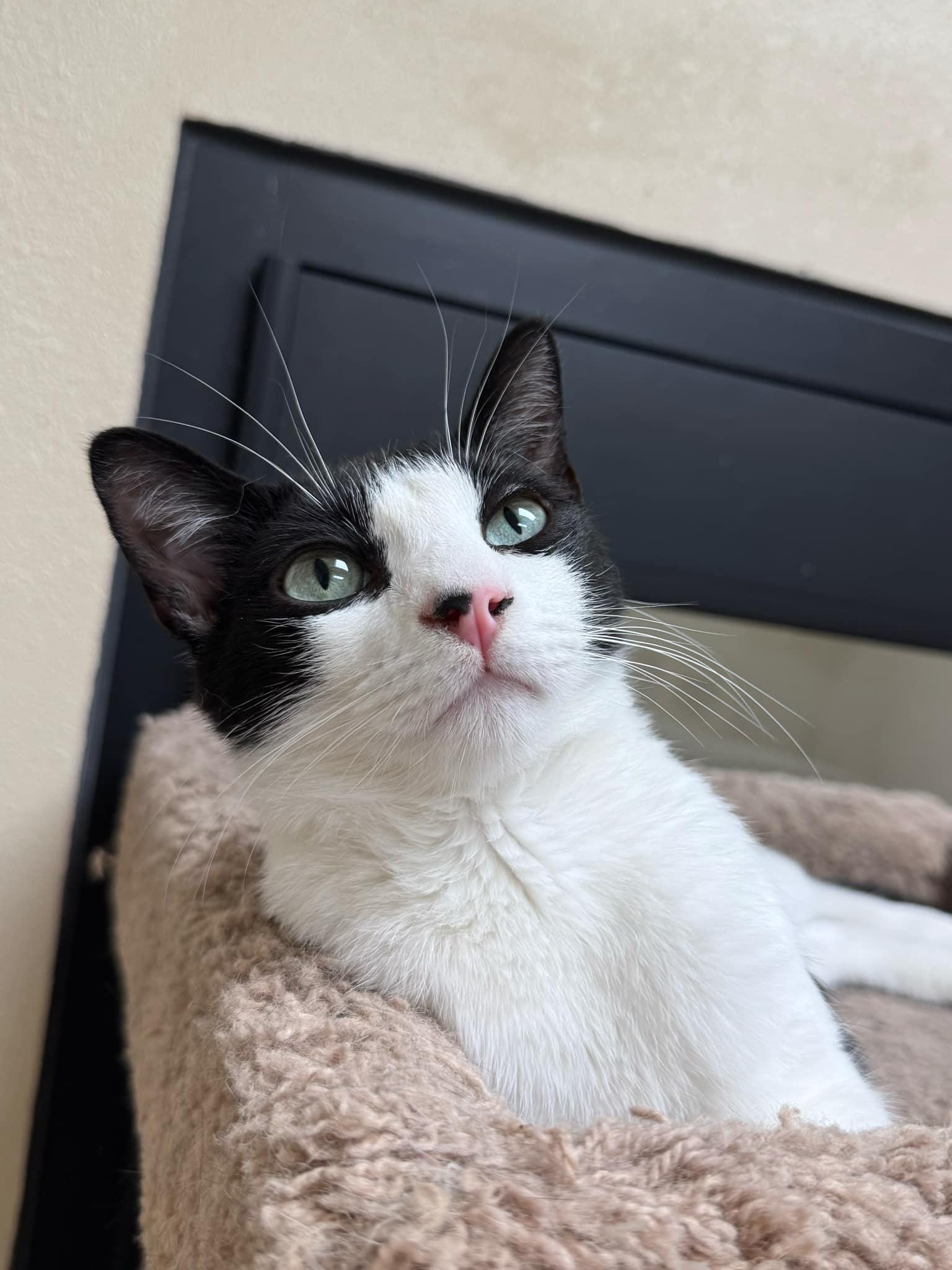 Enlarge Cecil Valentine, a Adopted mixed breed in Chandler, AZ image 3/3