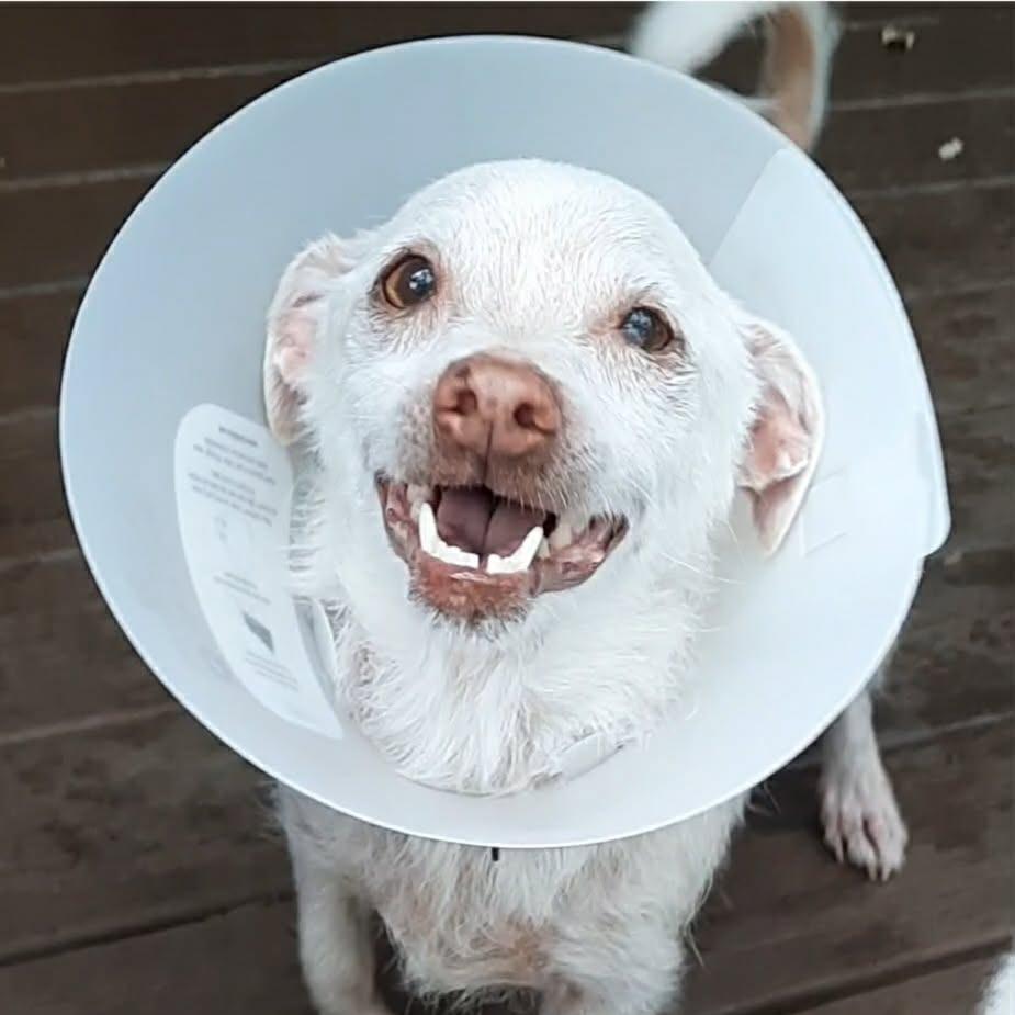 Enlarge Sally, a Adoptable mixed breed in Olathe, KS image 1/4