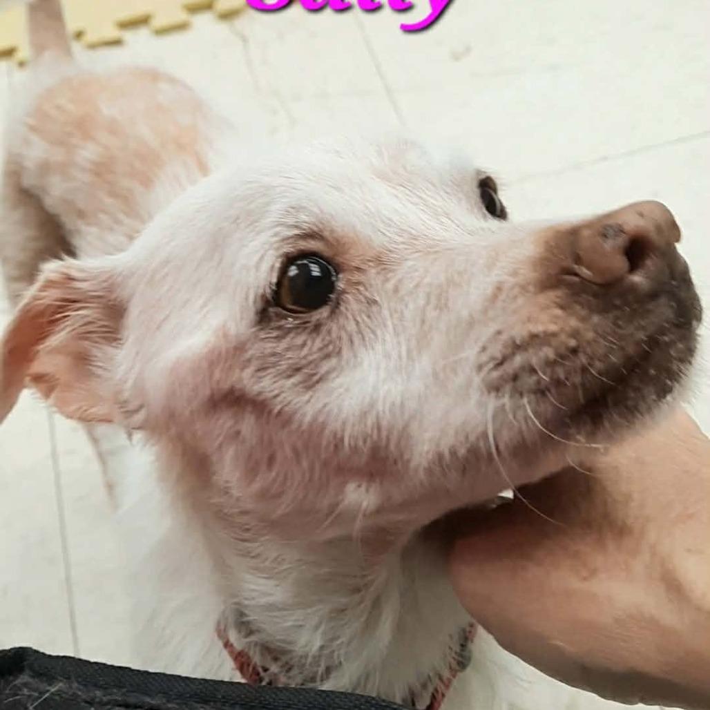 Enlarge Sally, a Adoptable mixed breed in Olathe, KS image 2/4