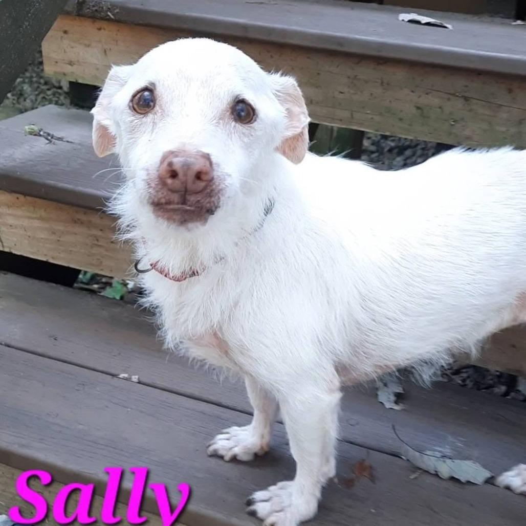 Enlarge Sally, a Adoptable mixed breed in Olathe, KS image 3/4