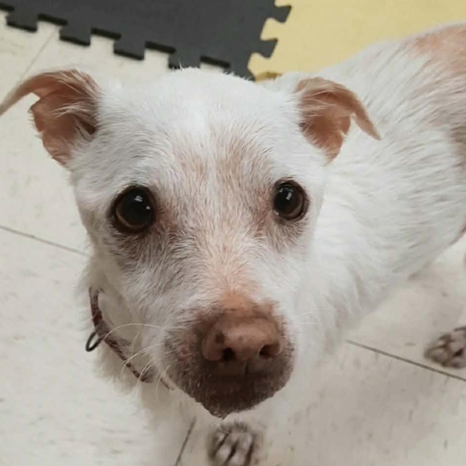 Enlarge Sally, a Adoptable mixed breed in Olathe, KS image 4/4