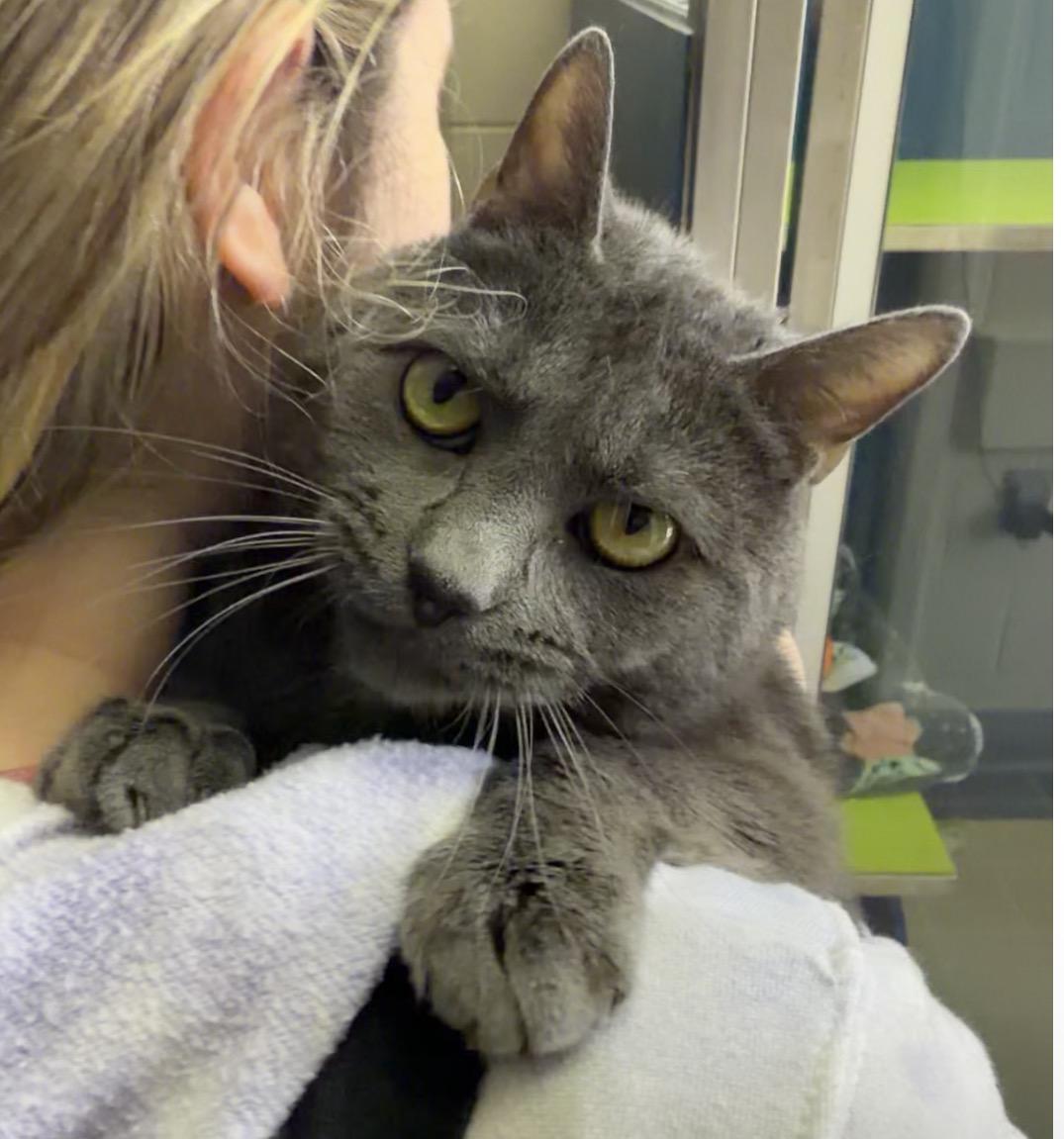 Granite, adoptable, Young Female Domestic Short Hair.