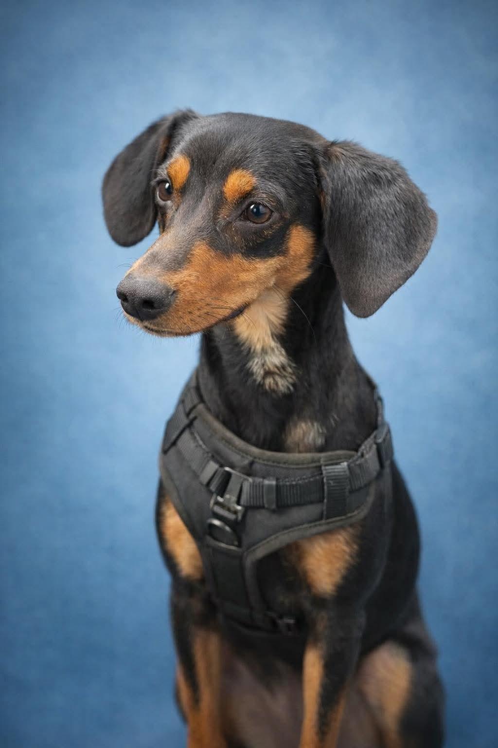 Gouda, a Adoptable mixed breed in New Baltimore, MI image 2/3