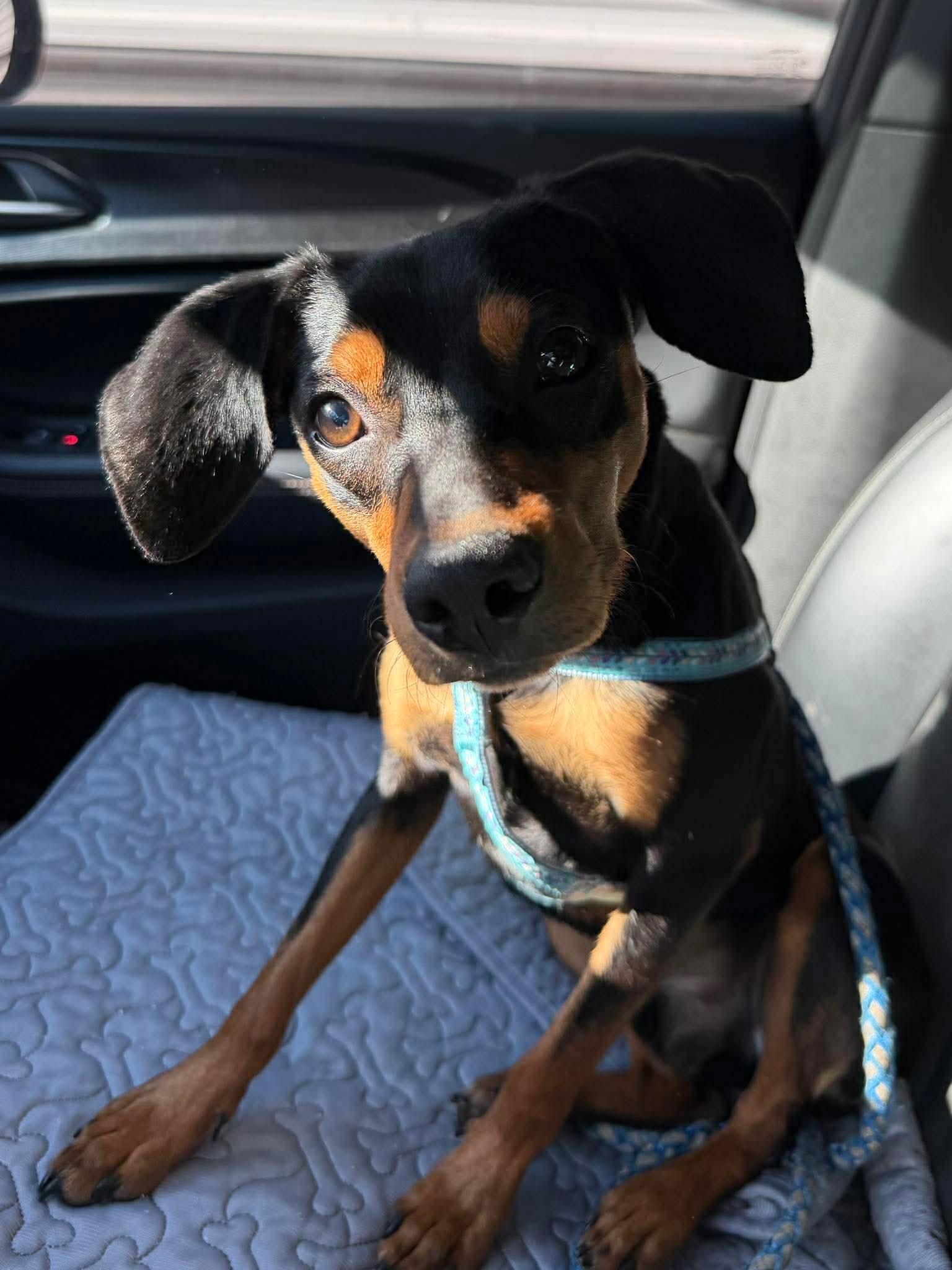 Gouda, a Adoptable mixed breed in New Baltimore, MI image 3/3
