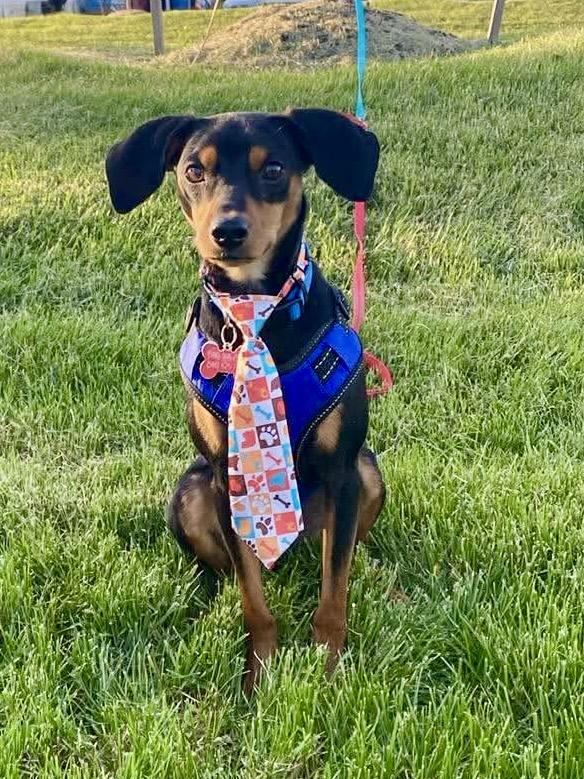 Gouda, Adoptable, Young Male Beagle & Miniature Pinscher.