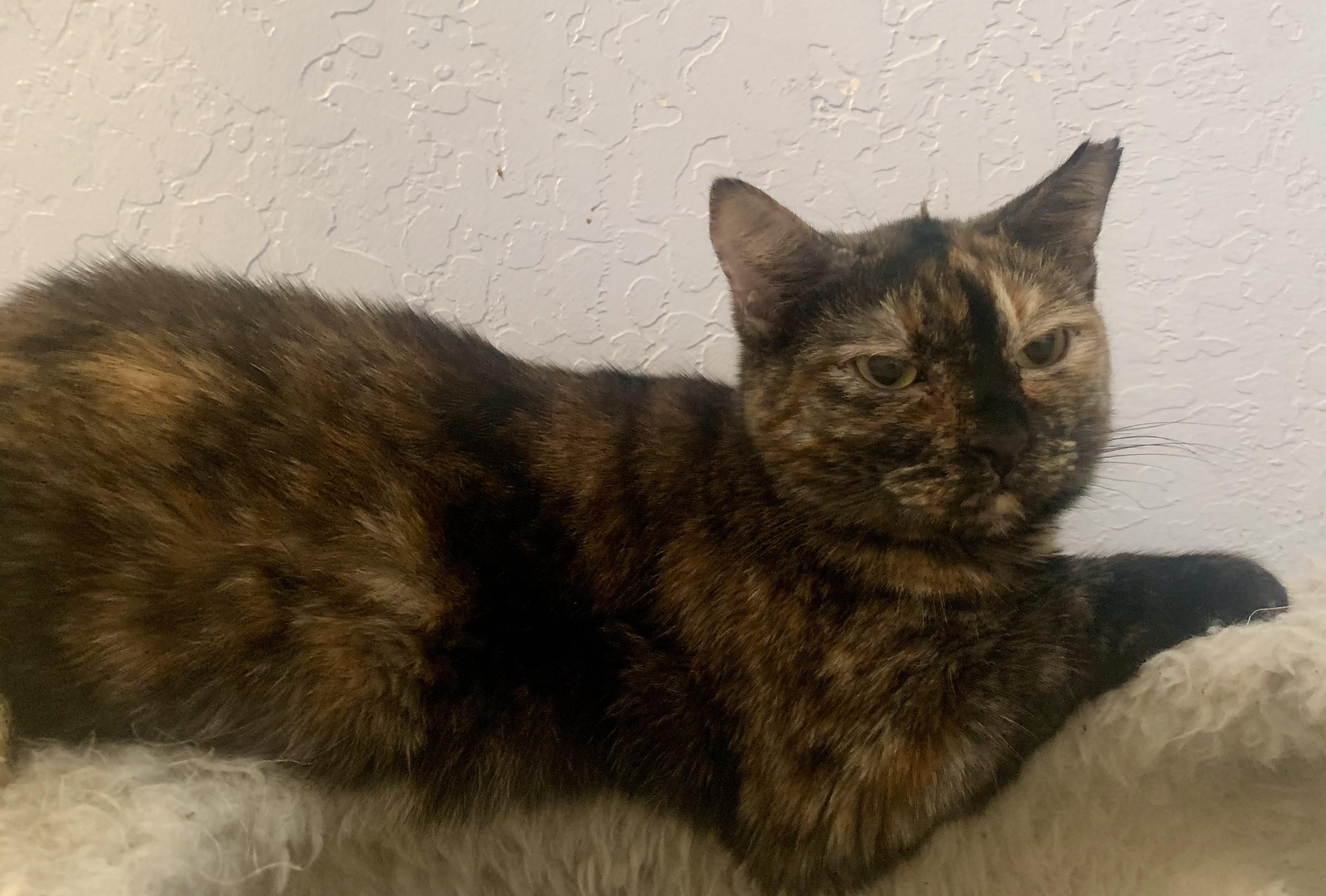 Enlarge Missy, a Adoptable mixed breed in San Jose, CA image 1/2