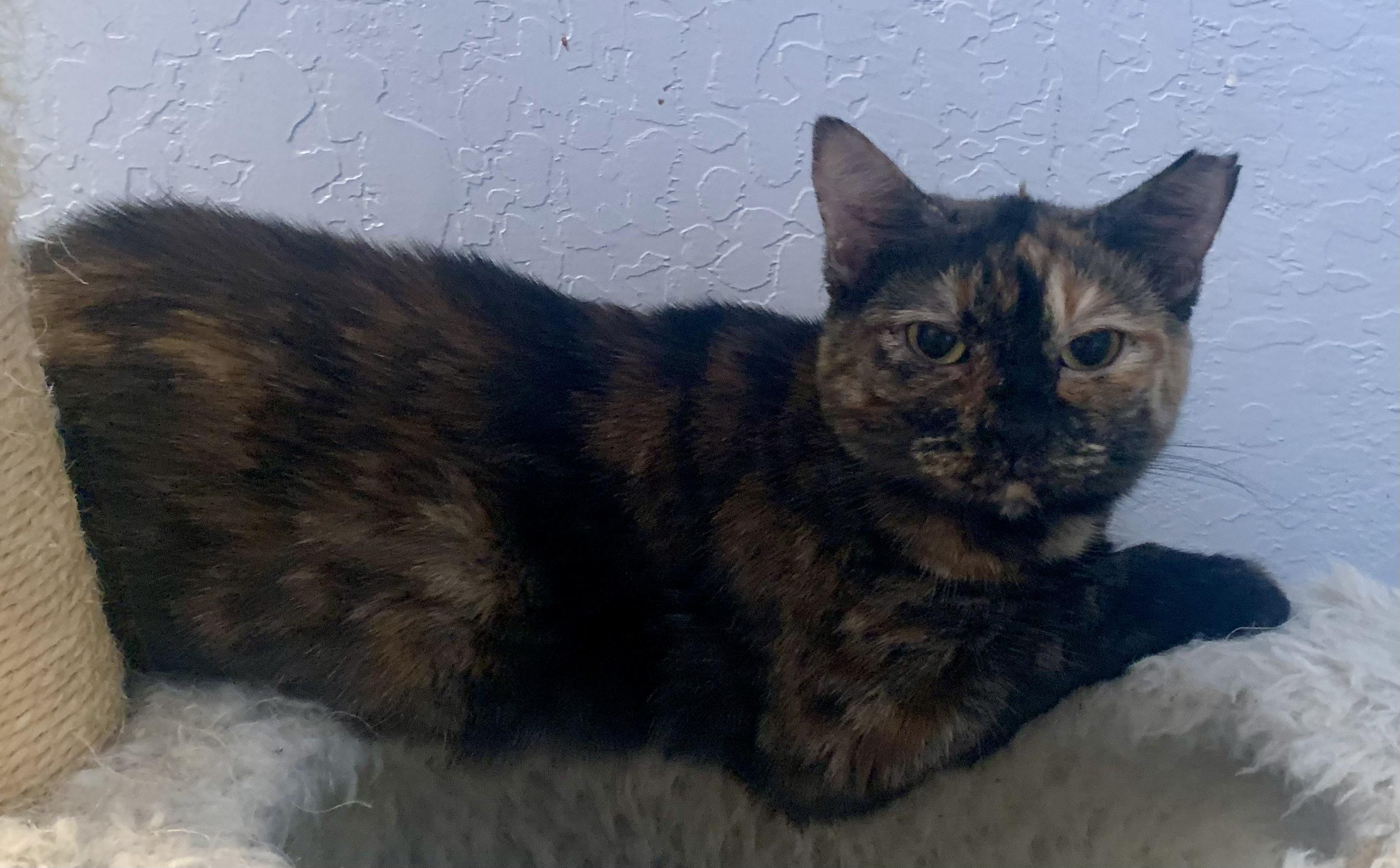 Enlarge Missy, a Adoptable mixed breed in San Jose, CA image 2/2