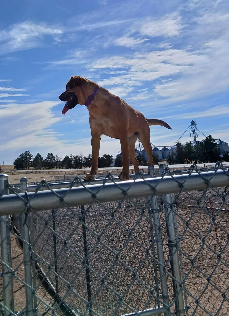 Lyla, a Adoptable mixed breed in Chappell, NE image 1/4