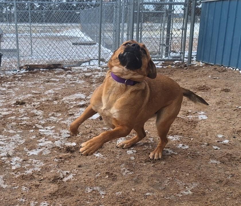 Lyla, a Adoptable mixed breed in Chappell, NE image 2/4