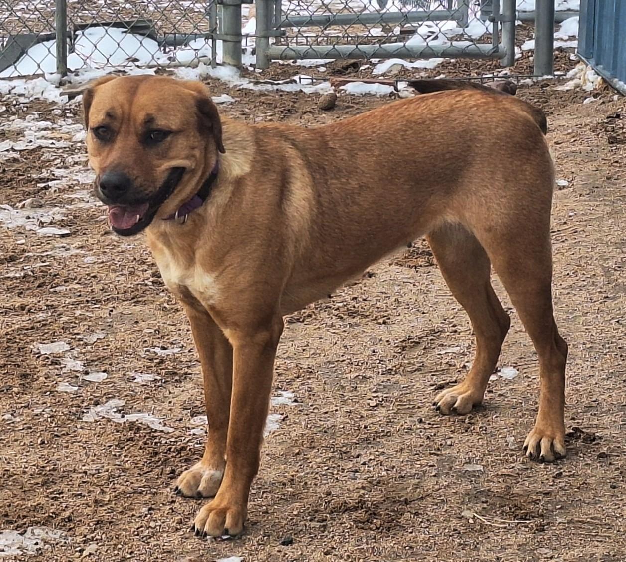 Lyla, a Adoptable mixed breed in Chappell, NE image 3/4