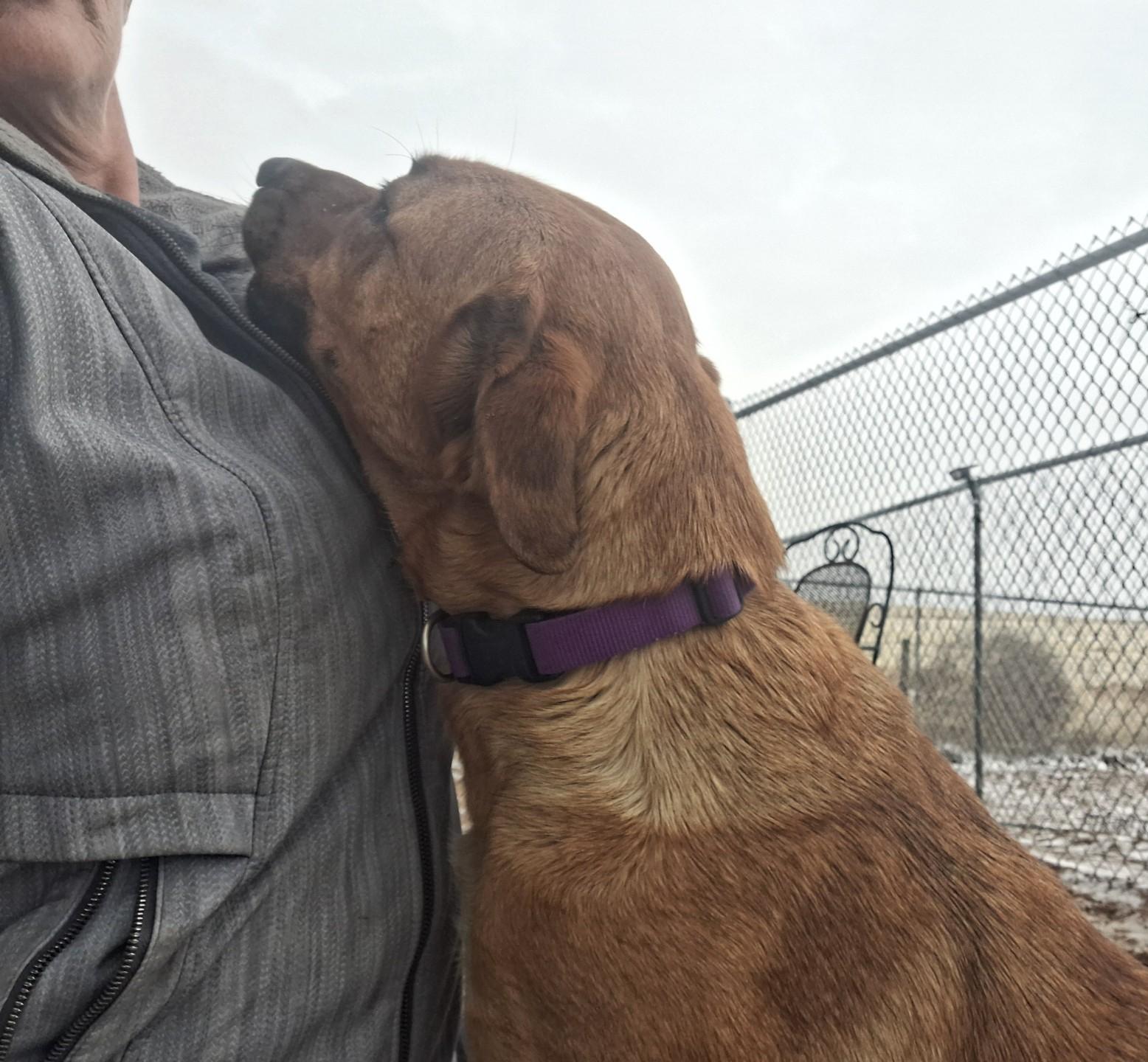 Lyla, a Adoptable mixed breed in Chappell, NE image 4/4