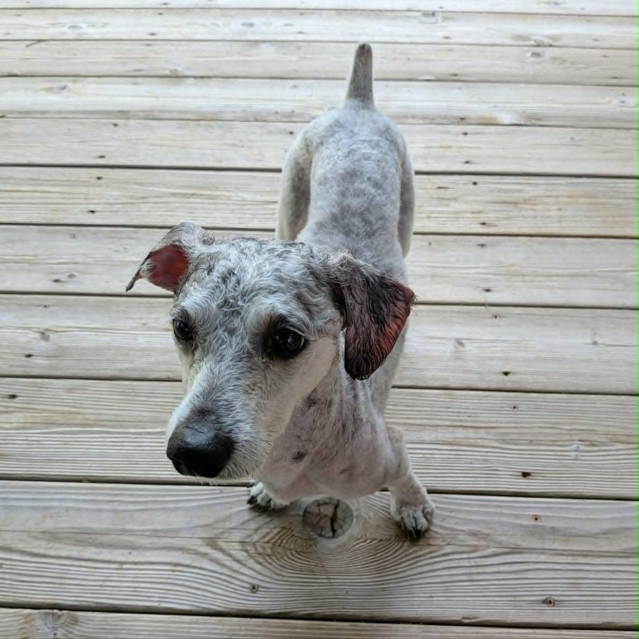 Shaggy, Adoptable, Adult Male Miniature Dachshund & Miniature Poodle.