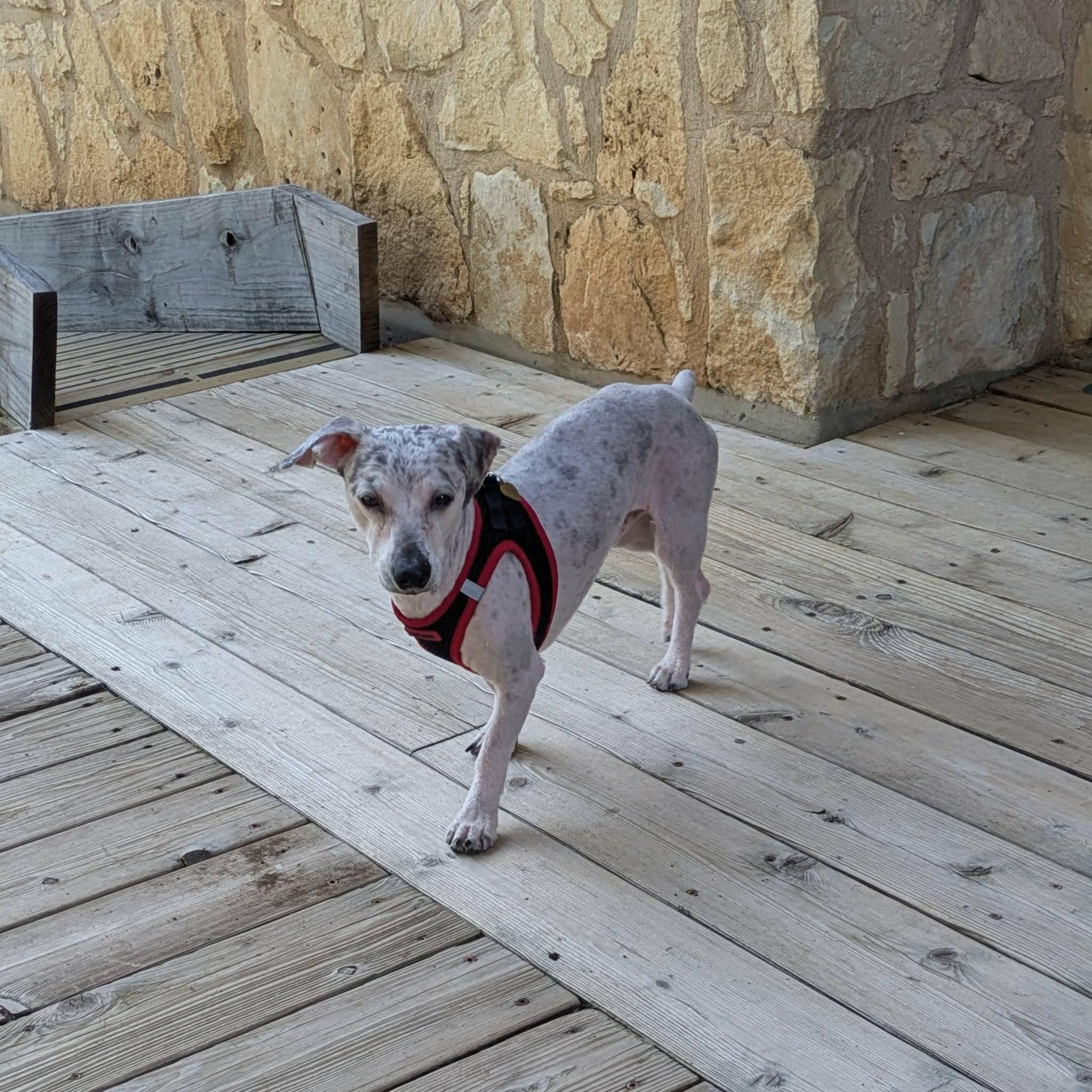Shaggy, a Adoptable mixed breed in Round Rock, TX image 5/6