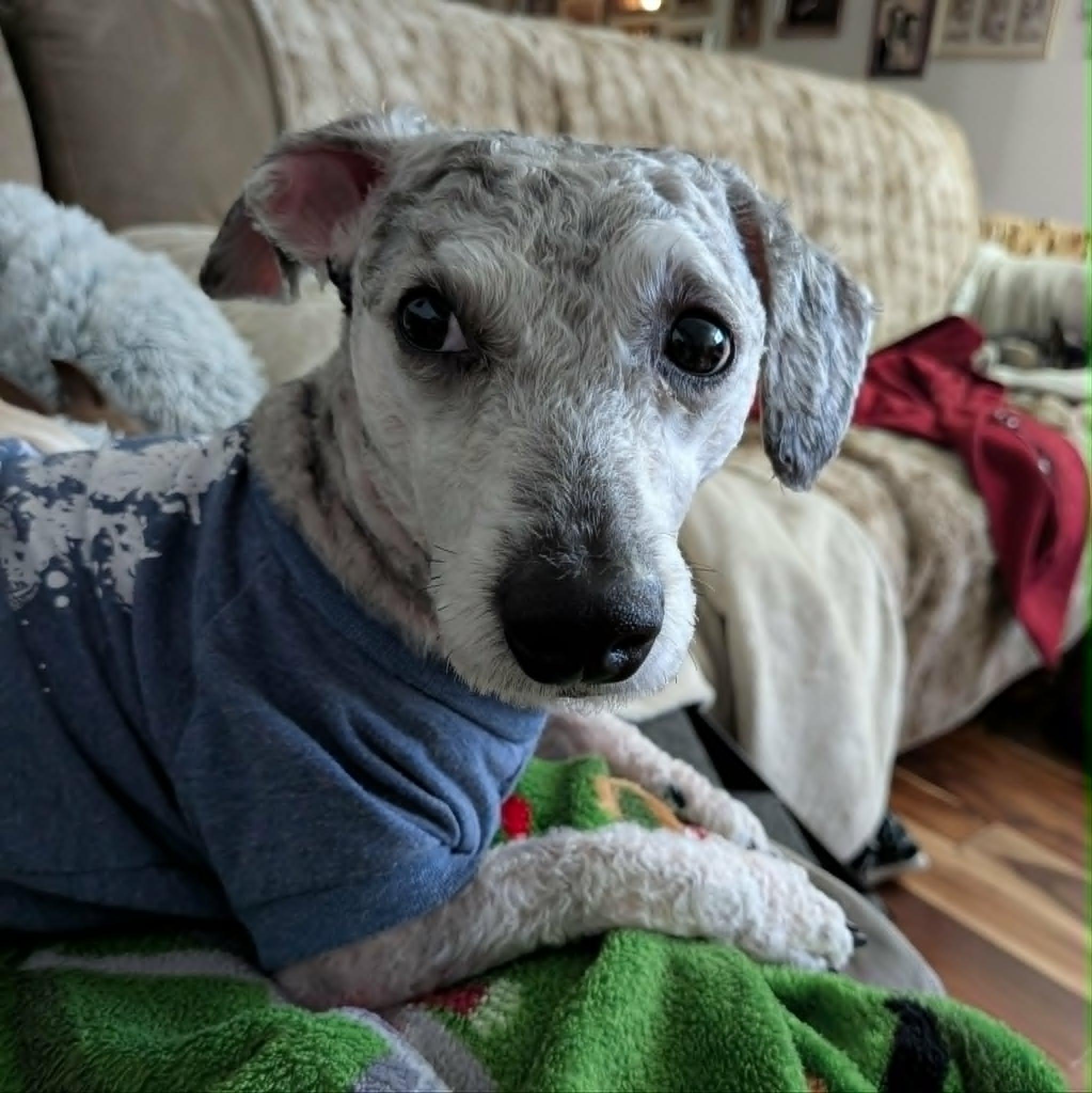 Shaggy, a Adoptable mixed breed in Round Rock, TX image 6/6