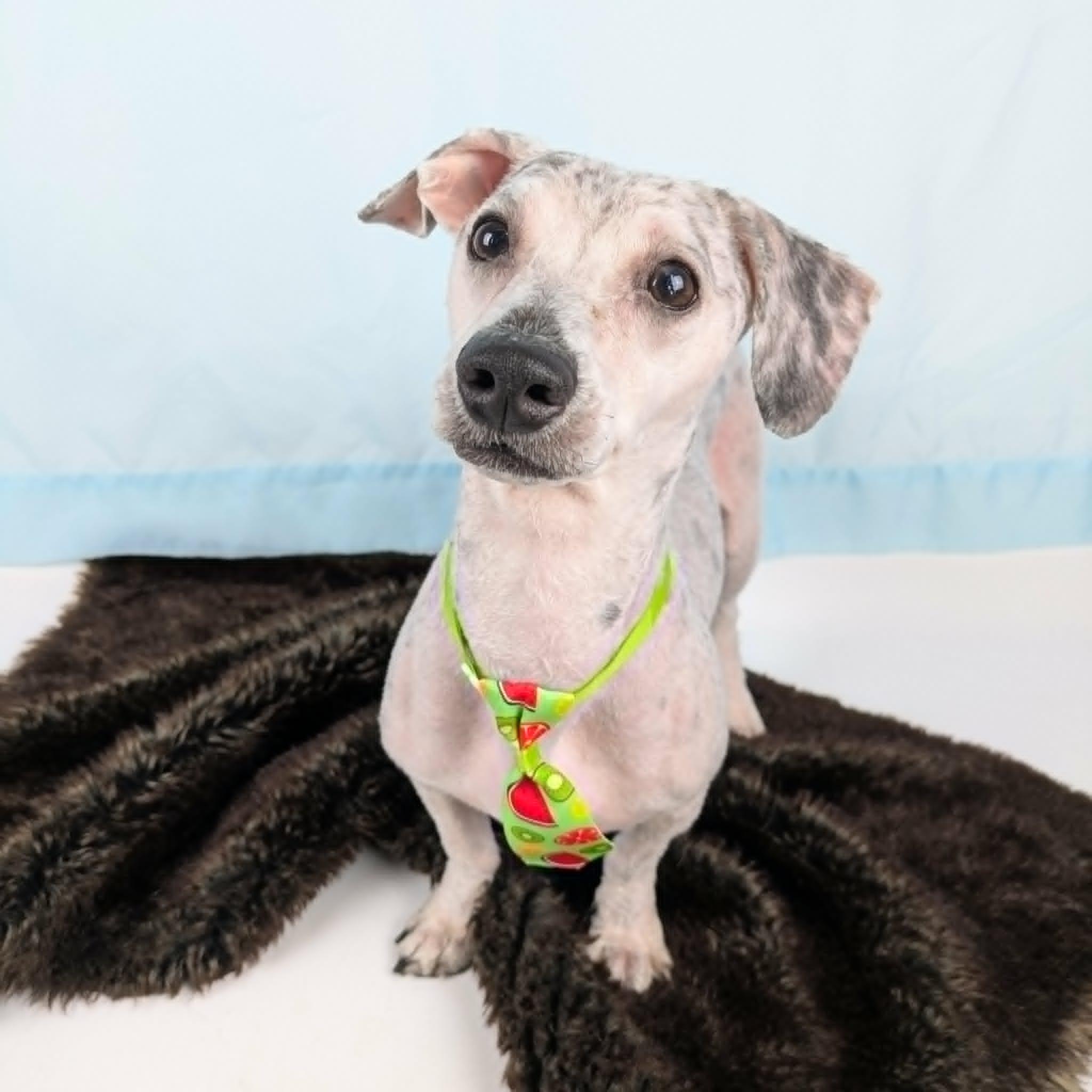Shaggy, a Adoptable mixed breed in Round Rock, TX image 2/6