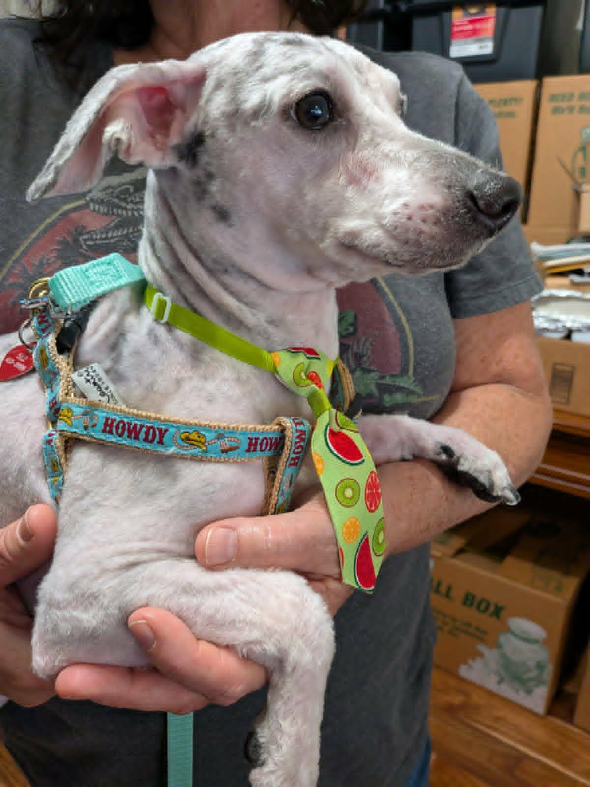 Shaggy, a Adoptable mixed breed in Round Rock, TX image 4/6