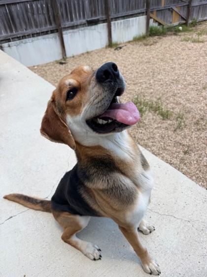 Rocky (Underdog), Adoptable, Adult Male Mixed Breed & Mixed Breed.