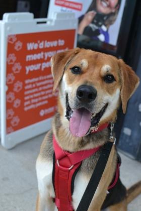 Enlarge Rocky (Underdog), a Adoptable mixed breed in New Orleans, LA image 2/3