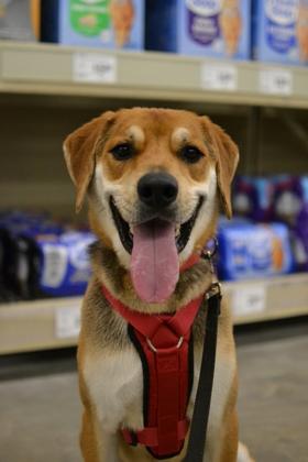 Enlarge Rocky (Underdog), a Adoptable mixed breed in New Orleans, LA image 3/3
