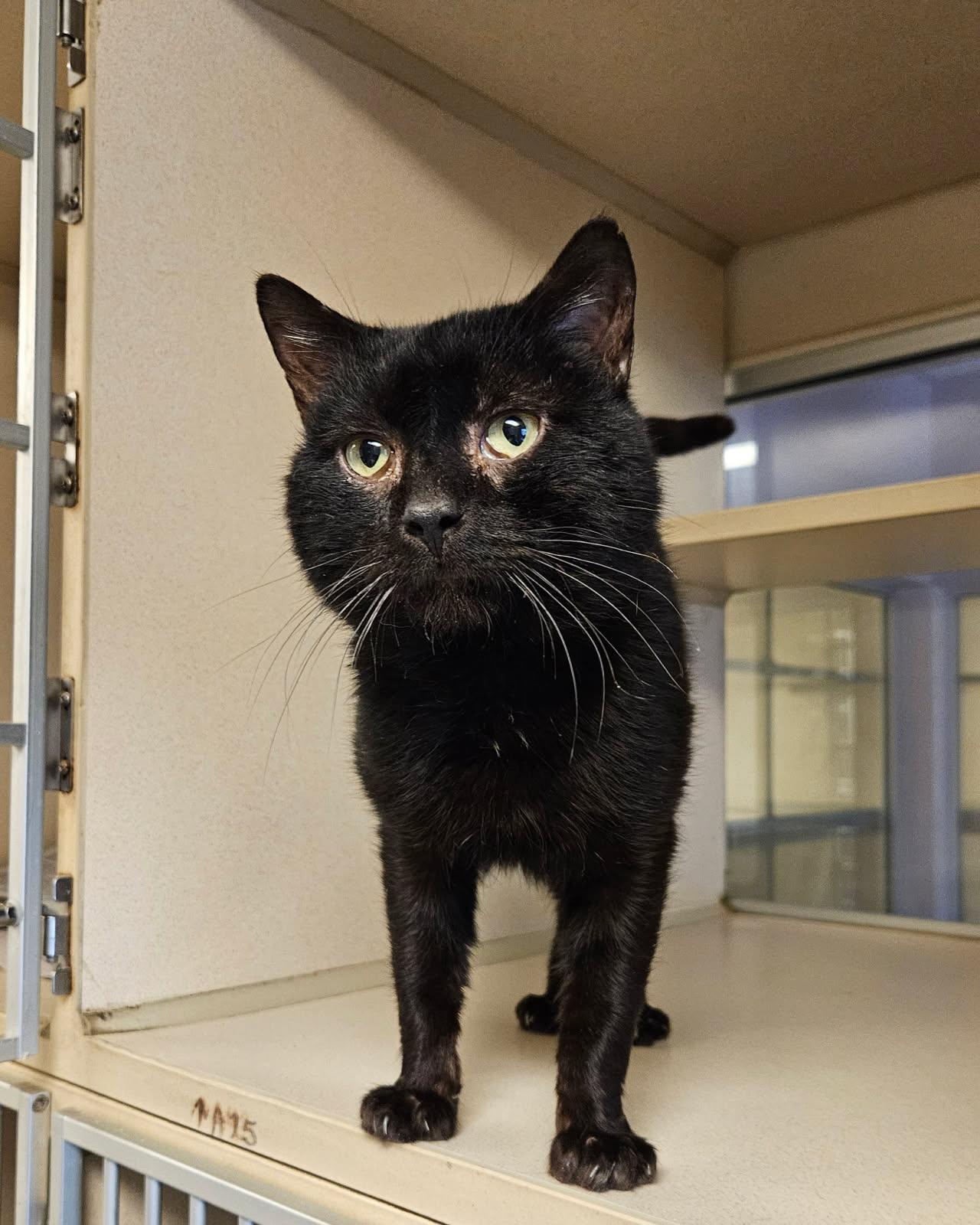 Milo, adoptable, Adult Male Domestic Short Hair.