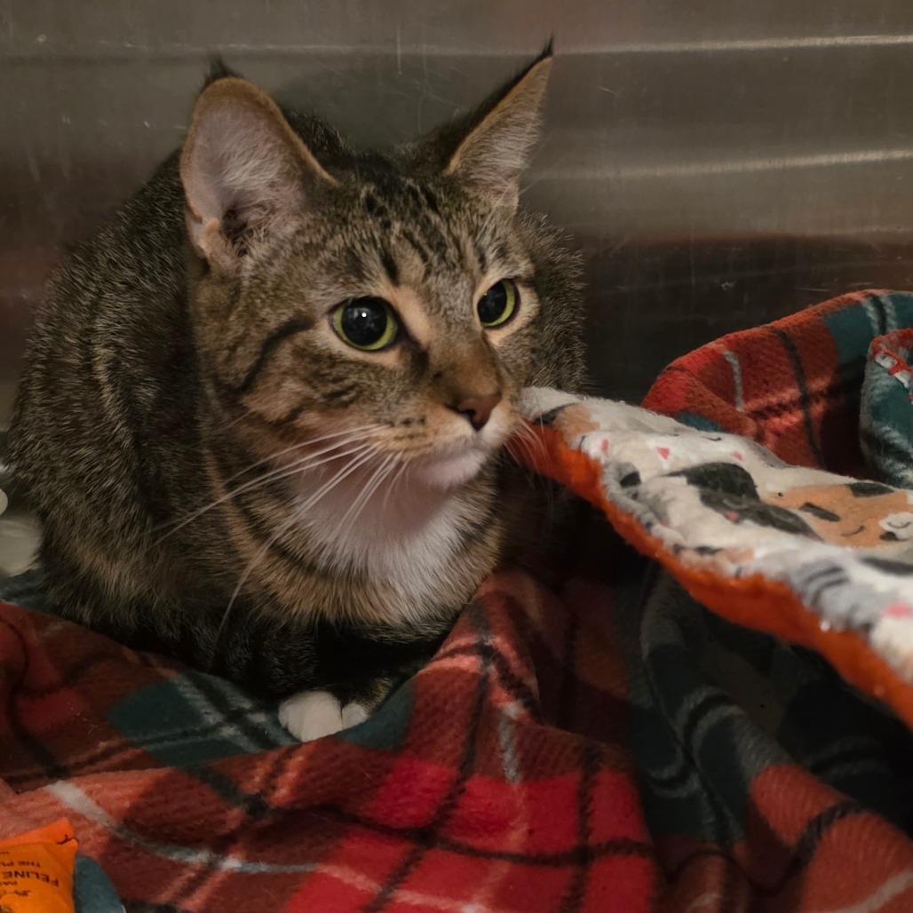Piper, Adoptable, Young Female Domestic Short Hair.