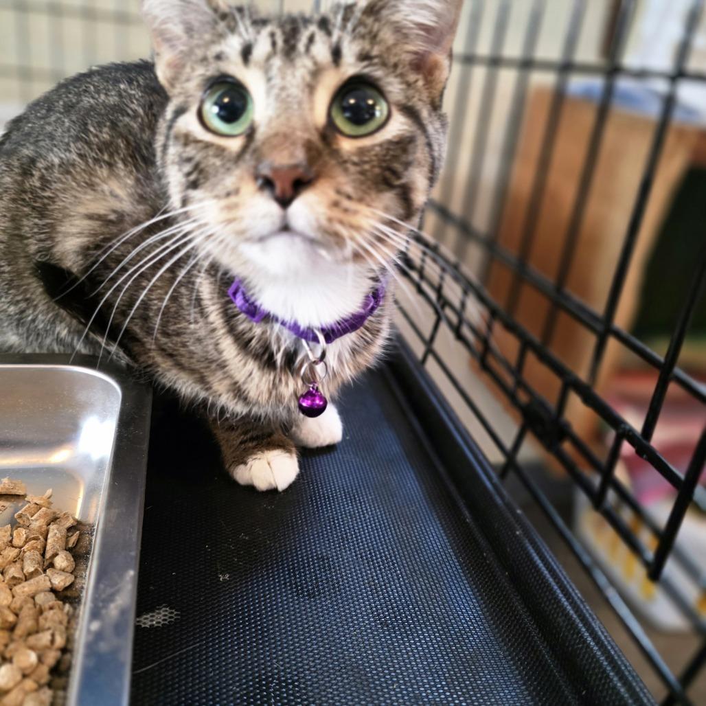 Enlarge Piper, a Adoptable Domestic Short Hair in Glenfield, NY image 2/2