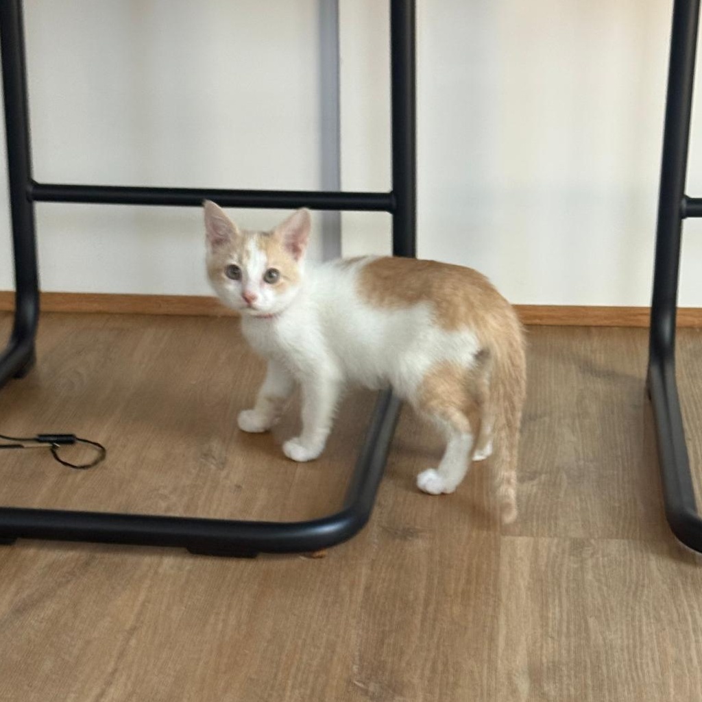 Reggiano (Reggie) - bonded with Ricky, an adoptable Domestic Short Hair in Brookhaven, GA image 4/5