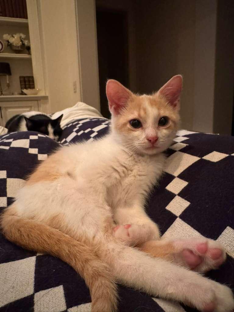 Reggiano (Reggie) - bonded with Ricky, an adoptable Domestic Short Hair in Brookhaven, GA image 2/5