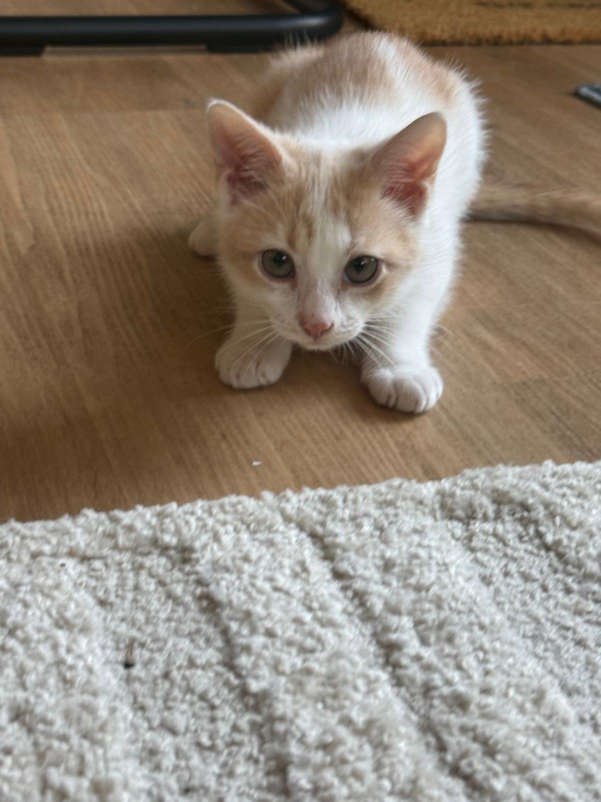 Reggiano (Reggie) - bonded with Ricky, an adoptable Domestic Short Hair in Brookhaven, GA image 5/5