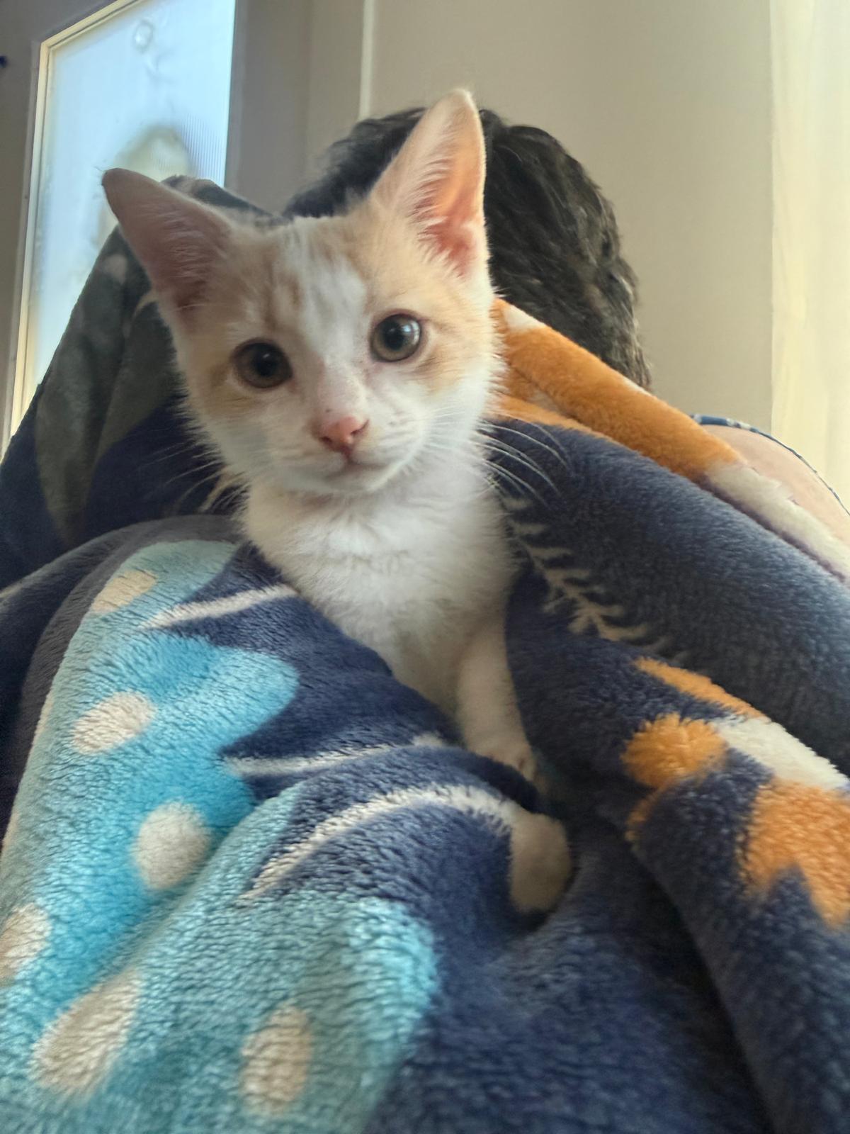Reggiano (Reggie) - bonded with Ricky, adoptable, Kitten Male Domestic Short Hair.