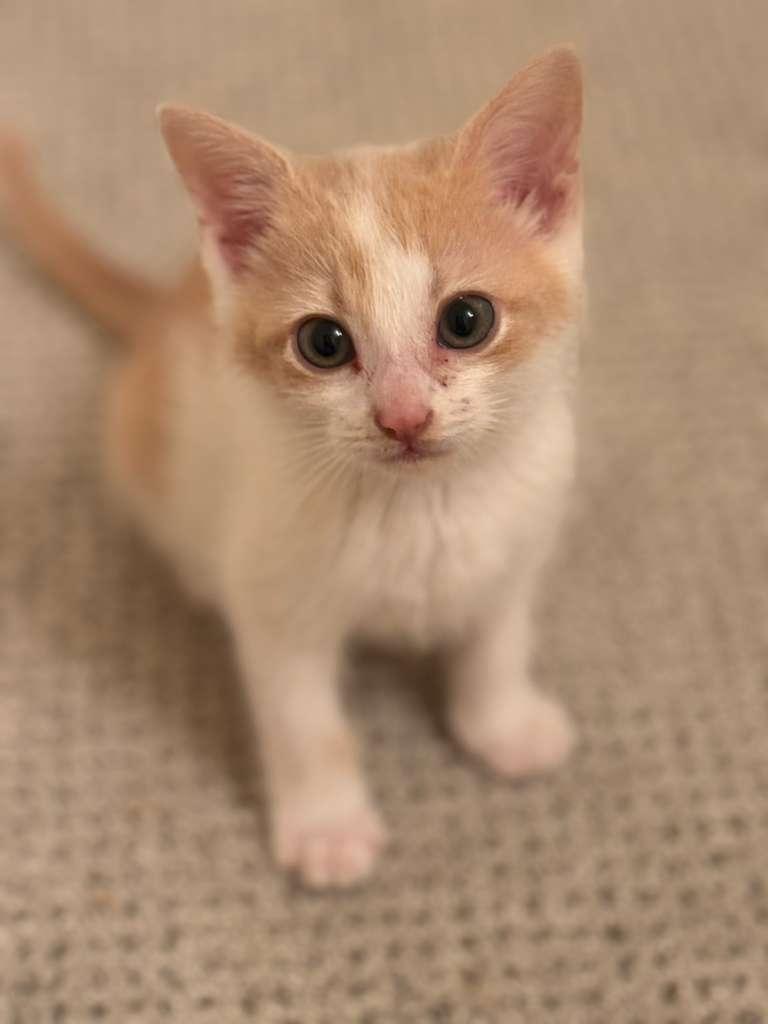 Reggiano (Reggie) - bonded with Ricky, an adoptable Domestic Short Hair in Brookhaven, GA image 3/5