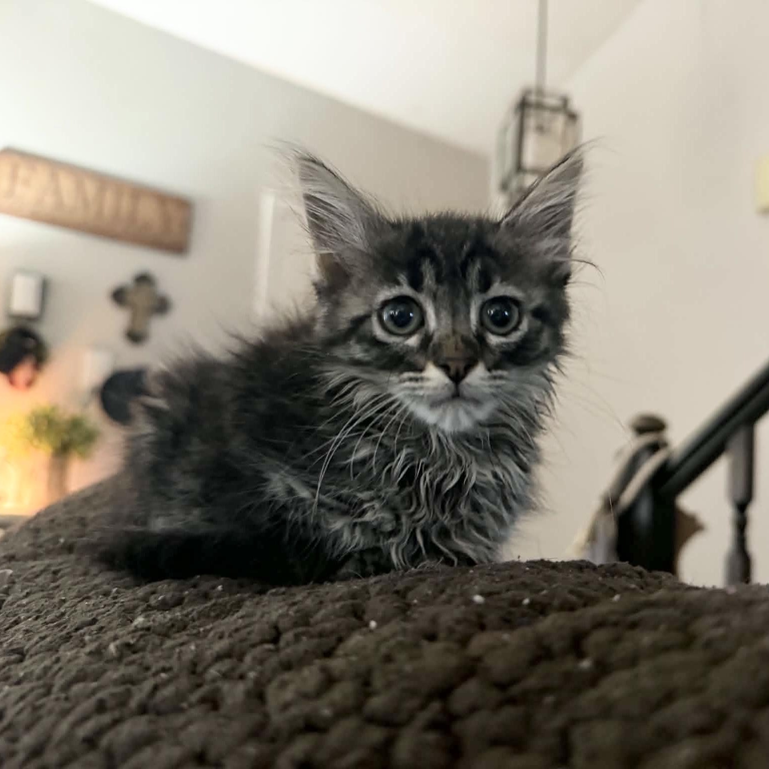 Gorgeous Gigi, Adoptable, Kitten Female Tabby & Domestic Medium Hair.