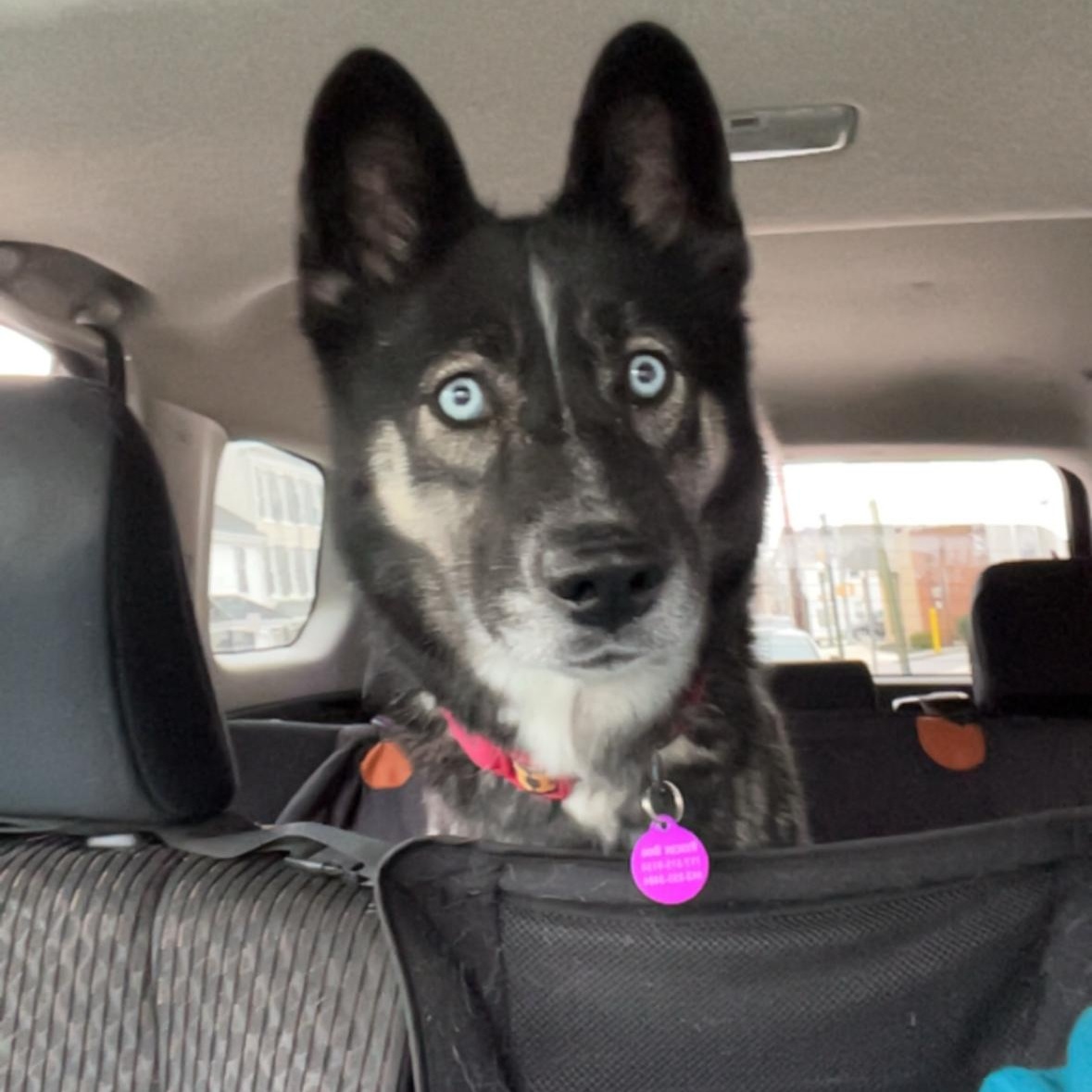 Icy, adoptable, Adult Female Husky.