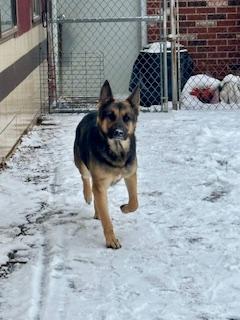 Minnie, ADOPTABLE, Adult Female German Shepherd Dog.