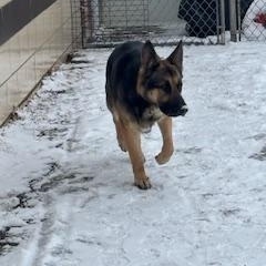 Enlarge Minnie, a ADOPTABLE German Shepherd Dog in North Canton, OH image 3/4