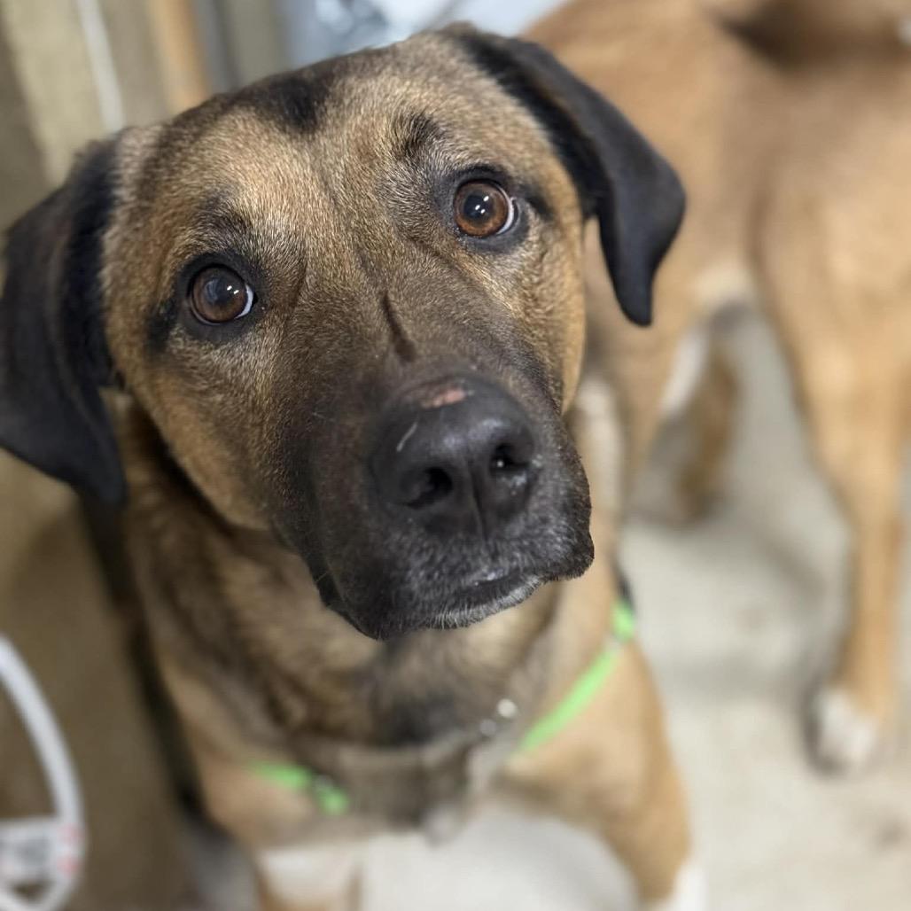 Koda, Adoptable, Young Male Shepherd.