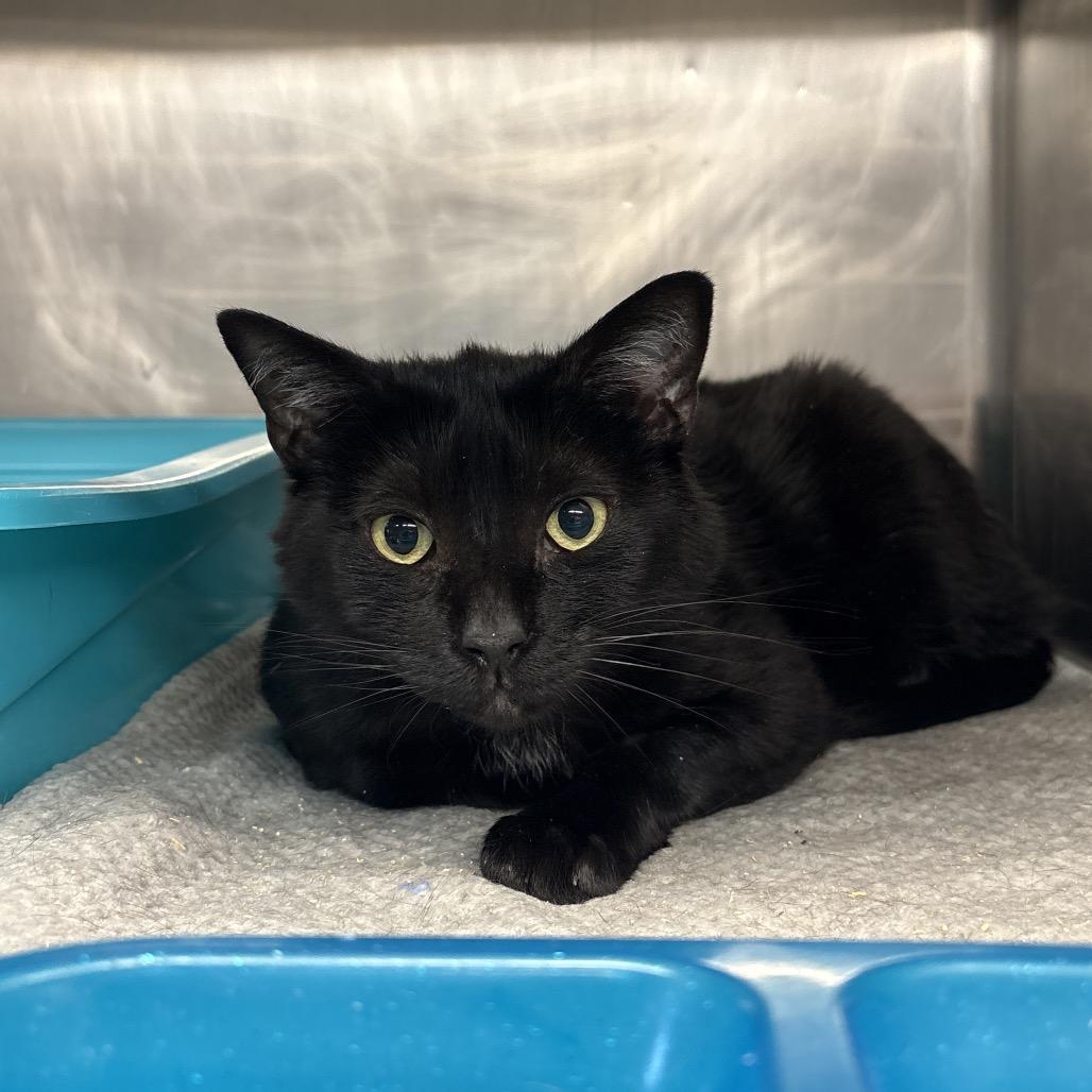 Enlarge Juline, a Adoptable Domestic Short Hair in Spokane, WA image 1/1