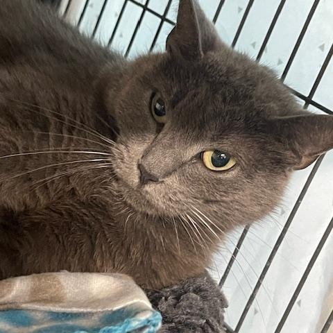 Gray, a Adoptable Russian Blue in Albemarle, NC image 1/3
