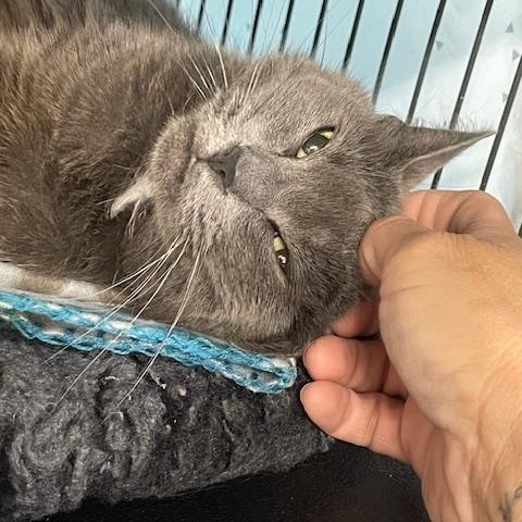 Gray, Adoptable, Adult Female Russian Blue.