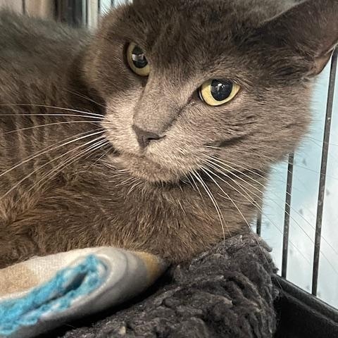 Gray, a Adoptable Russian Blue in Albemarle, NC image 3/3
