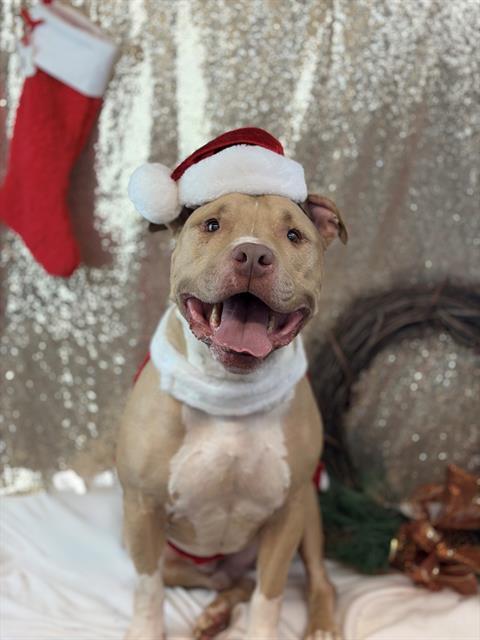 BLUE, Adoptable, Adult Male Pit Bull Terrier.