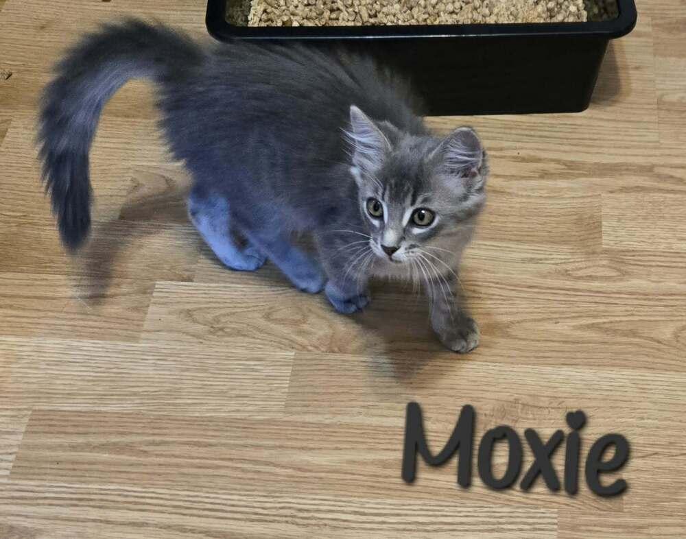 Moxie photo