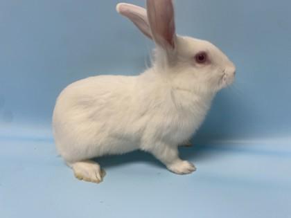 Enlarge Fern, a Adoptable Bunny Rabbit in Golden Valley, MN image 1/1