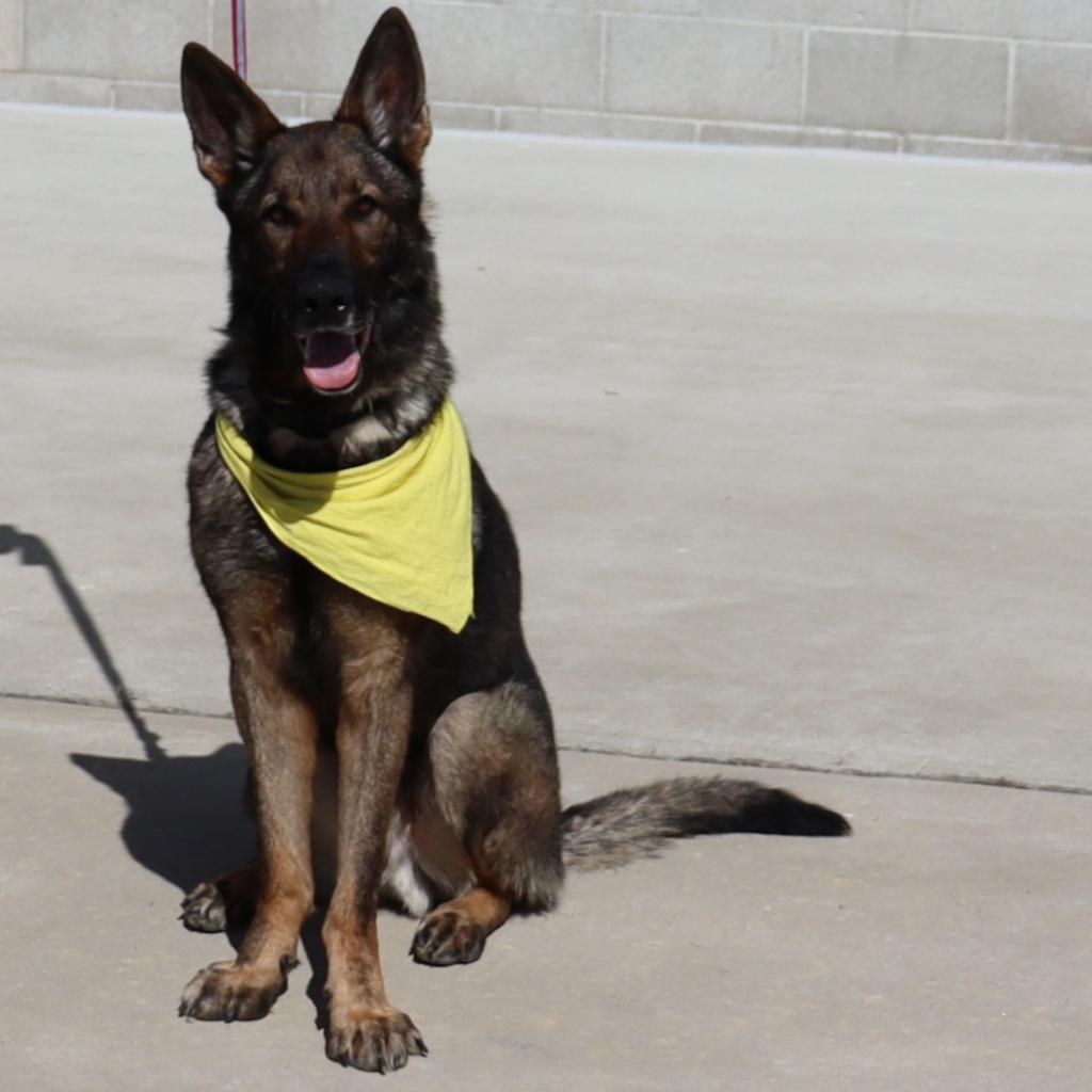 Enlarge Hunter, a Adoptable German Shepherd Dog in Ione, CA image 3/6