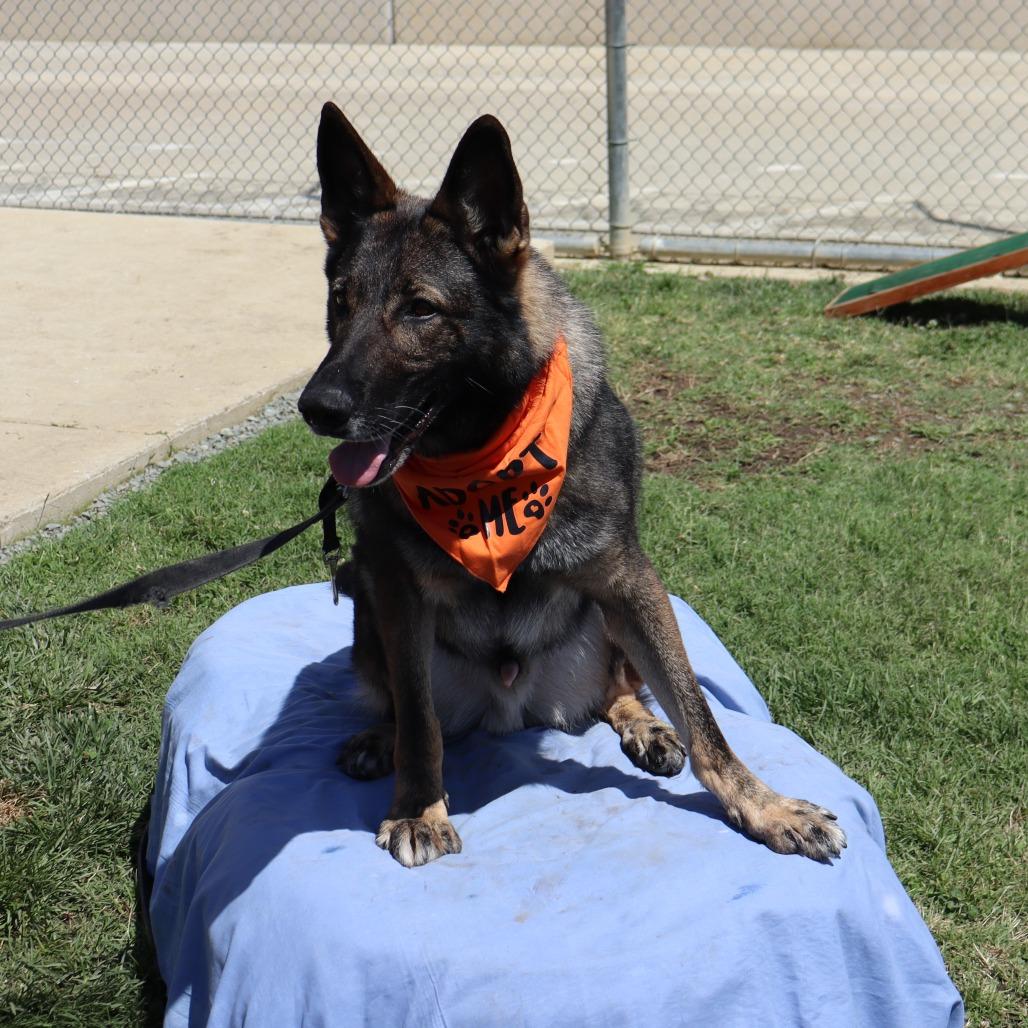 Hunter, Adoptable, Adult Male German Shepherd Dog.